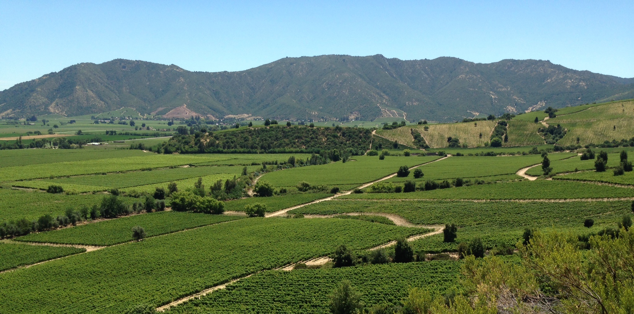 Viñedos de Viña Montes en Apalta, Valle de Colchagua